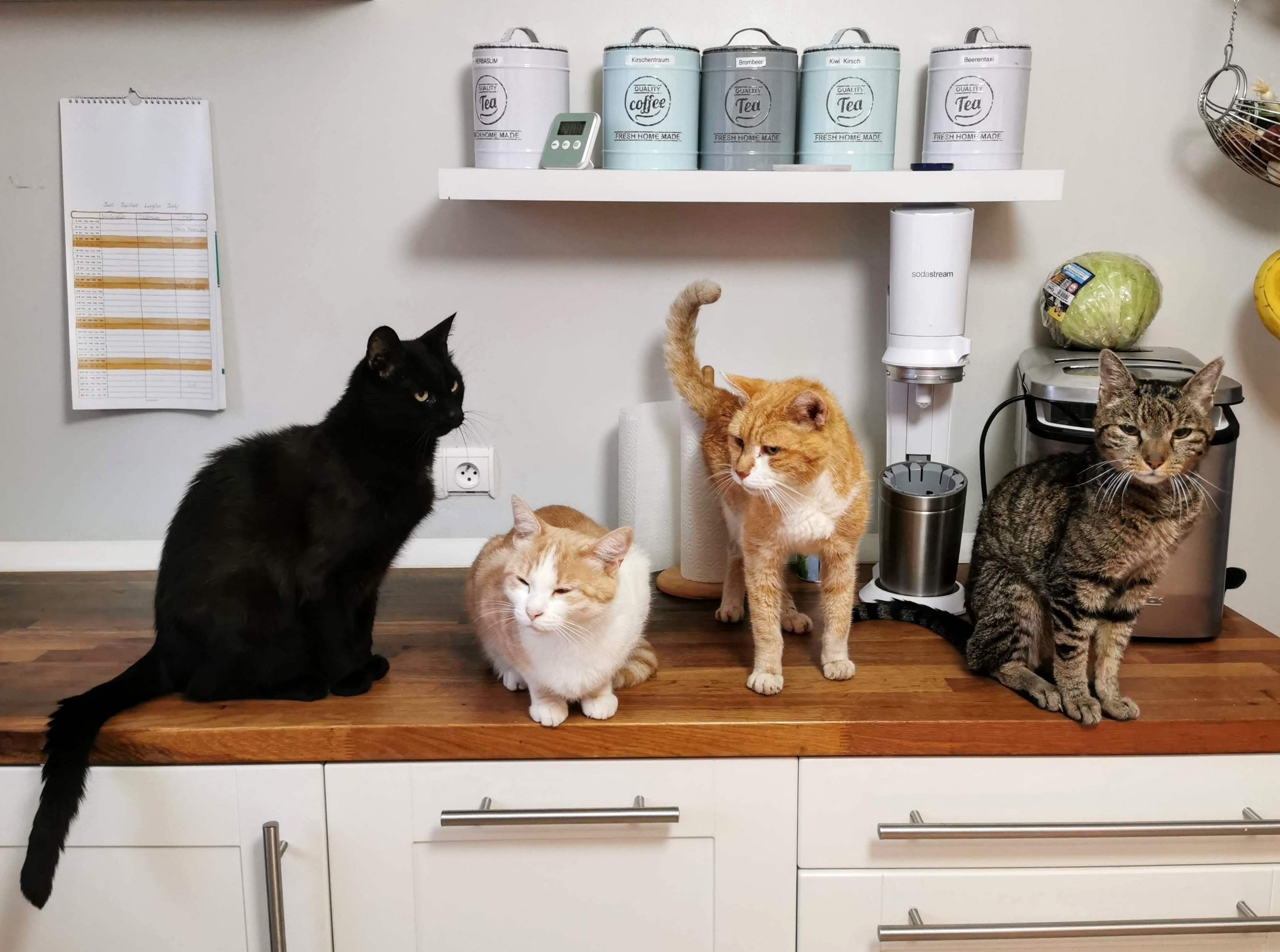 Four different house cats sitting on a kitchen counter below a shelf of tea canisters.