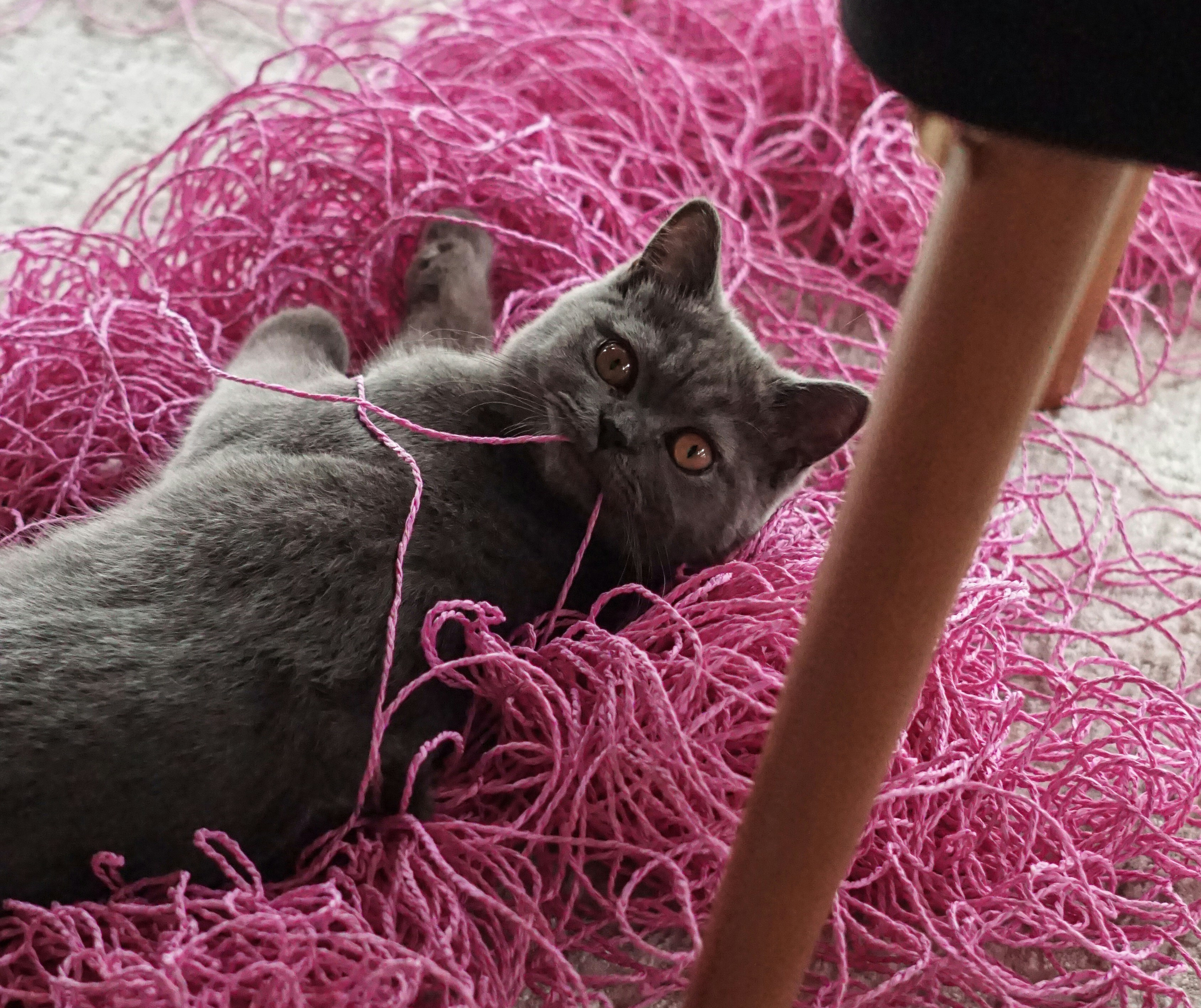 A grey cat looking at the camera from a messy tangle of pink yarn