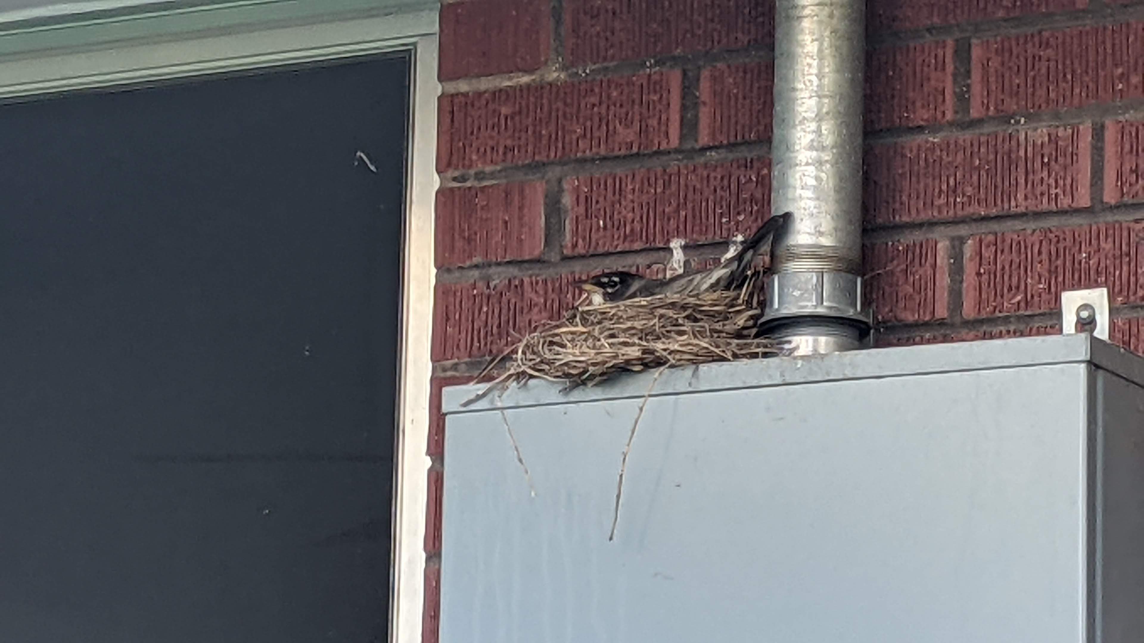 A mother robin sits atop her nest built on a house’s electrical box.